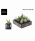 Sansevieria