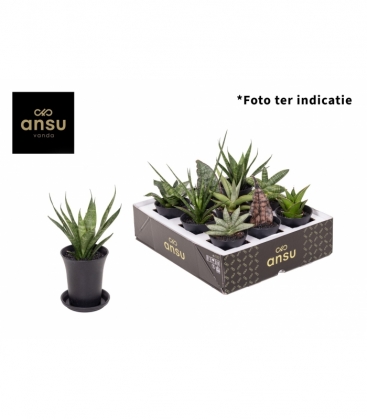 Sansevieria