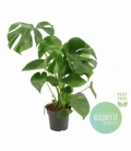 Monstera