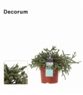 Rhipsalis