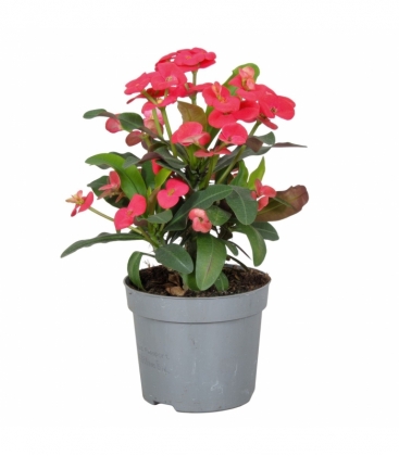 Euphorbia
