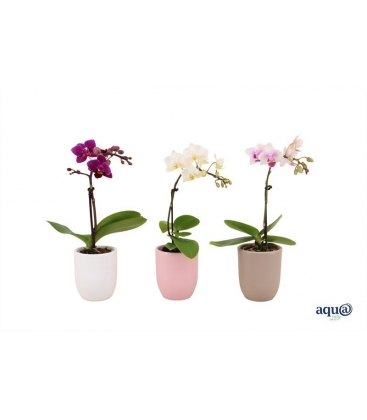 Phalaenopsis