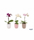 Phalaenopsis