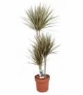 Dracaena