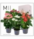 Anthurium
