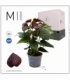 Anthurium