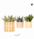 succulents