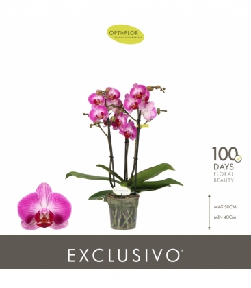 Phalaenopsis