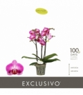 Phalaenopsis
