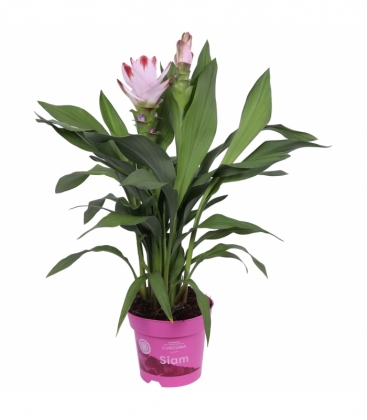 Curcuma