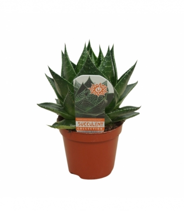Aloe