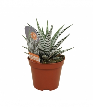 Haworthia
