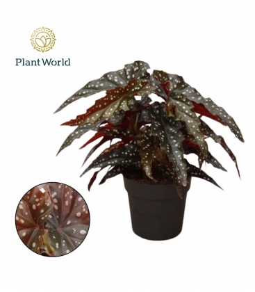 Begonia