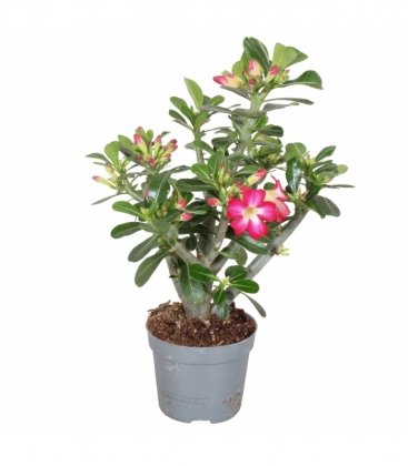 Adenium