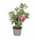 Adenium