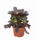 Aeonium