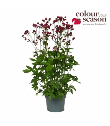 Astrantia