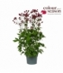 Astrantia
