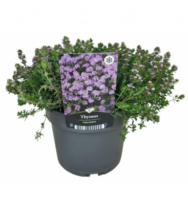 Thymus