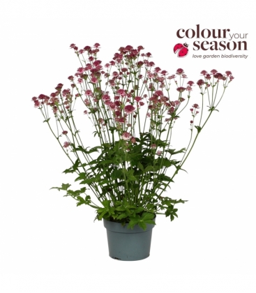 Astrantia