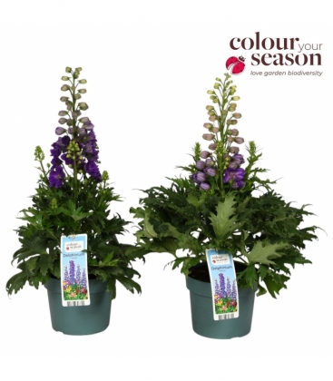 Delphinium