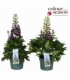 Delphinium