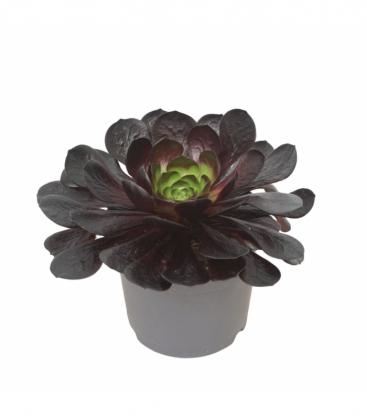Semponium