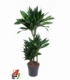 Dracaena
