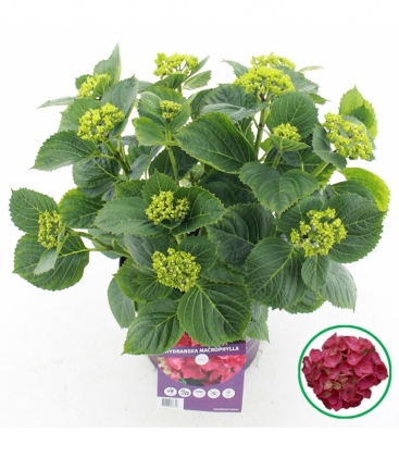 Hydrangea