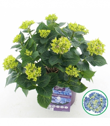 Hydrangea