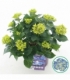 Hydrangea