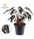 Alocasia