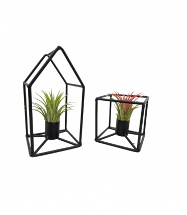 Tillandsia