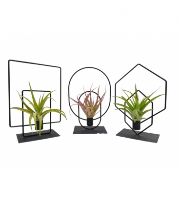 Tillandsia
