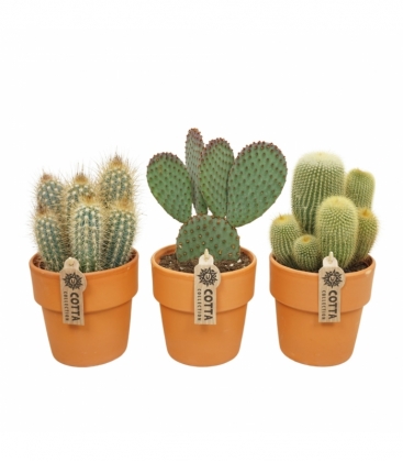Cactus