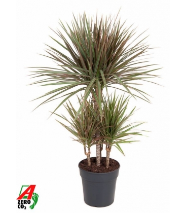 Dracaena