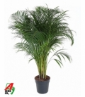 Dypsis