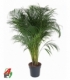 Dypsis