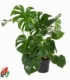 Monstera
