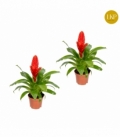 Vriesea