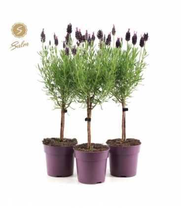 Lavandula