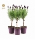 Lavandula