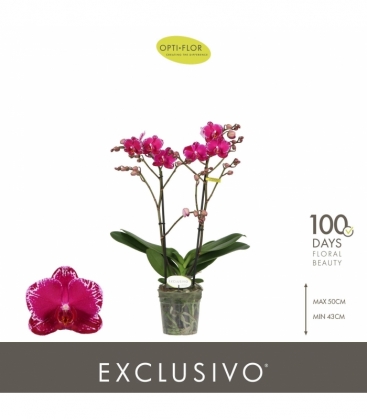 Phalaenopsis