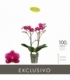 Phalaenopsis