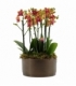 Phalaenopsis