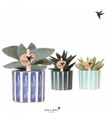 succulents