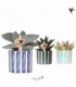 succulents