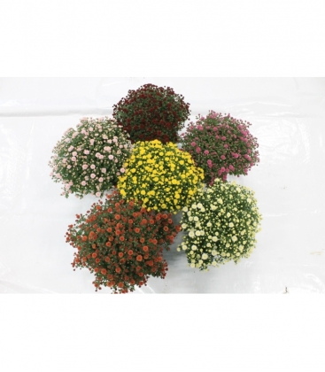 Chrysanthemum
