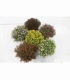 Chrysanthemum
