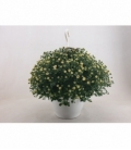 Chrysanthemum
